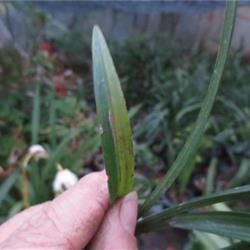 春剑龙根钝头 波浪叶型草 赌好花