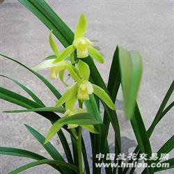 建兰大凤素~11苗5芽!t107 - 中国兰花交易网