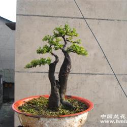【特价0起拍】大树型小叶金弹子小老桩