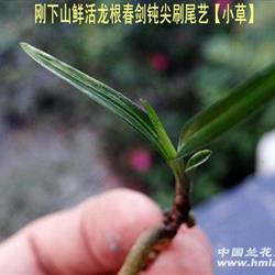 刚下山鲜活龙根春剑钝尖刷尾艺【赌水晶荷瓣】