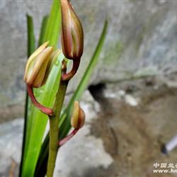 下山蕙兰水晶复色花