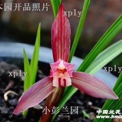 四川春兰名品;;红辣椒;;1苗2芽