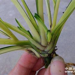 送春中透艺