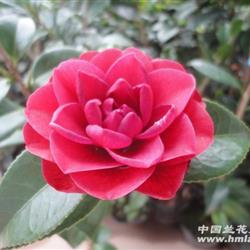 现花拍"红珍珠"茶花56高