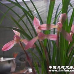 胭脂仙子 - 中国兰花交易网
