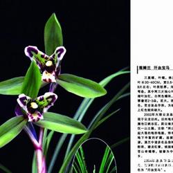 汗血宝马壮苗 中国兰花交易网