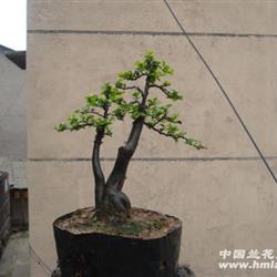 {0起拍}双杆小叶金弹子