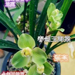 春玉海棠(两苗带一个新芽)