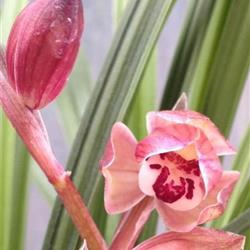 商家香花子兰园的在线品种 - 兰花网店 -