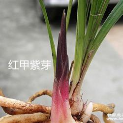 春兰红甲紫芽5-19-5(全场满百免邮) - 中国兰花交易网