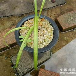秋枝缟艺 - 中国兰花交易网