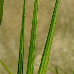 下山硬叶蕙兰赌草 