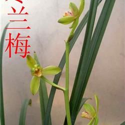 寒兰铭品(寒香梅)又名(金奖梅)带花