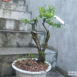 双杆原生母金弹子801